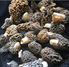 Gucchi Mushroom True Morel Super Jumbo Kashmir Varity