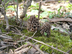 Gucchi Mushroom True Morel Super Jumbo Kashmir Varity
